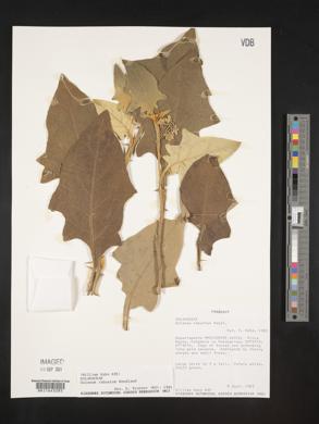Solanum robustum image