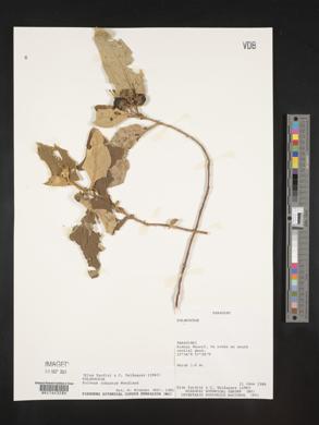 Solanum robustum image