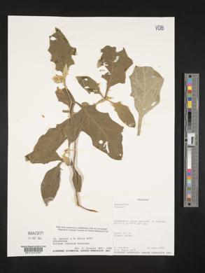 Solanum robustum image