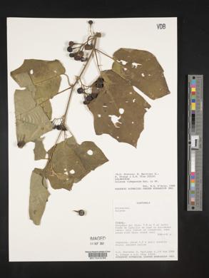Solanum rudepannum image
