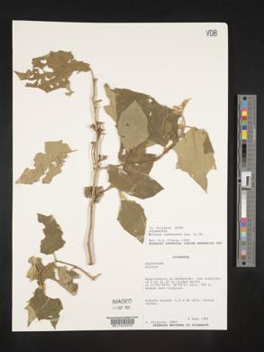 Solanum rudepannum image