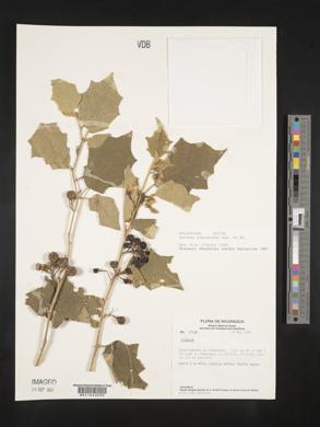 Solanum rudepannum image