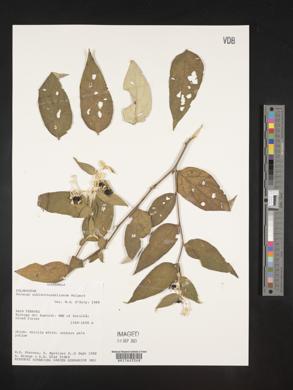 Solanum schlechtendalianum image