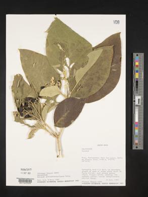 Solanum schlechtendalianum image