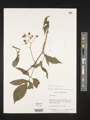 Solanum seaforthianum image