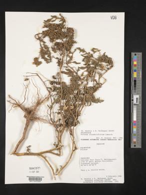 Solanum sisymbriifolium image