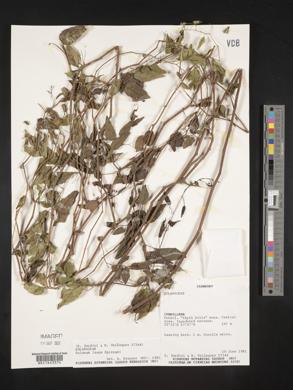 Solanum laxum image