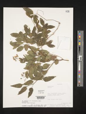 Solanum laxum image