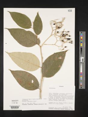 Solanum lepidotum image