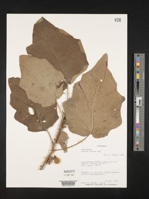 Solanum hirtum image