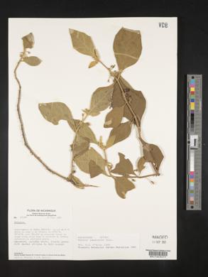 Solanum jamaicense image