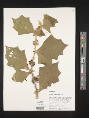 Solanum jamaicense image