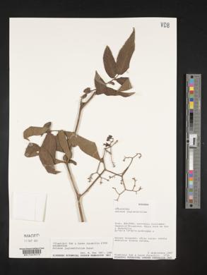 Solanum juglandifolium image