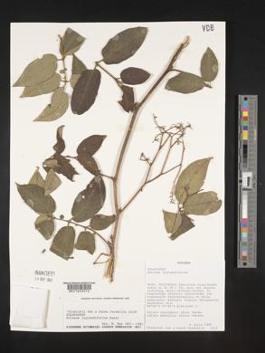 Solanum juglandifolium image