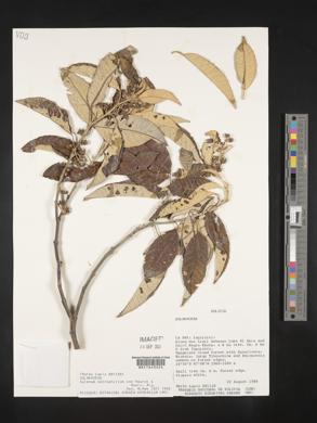 Solanum ochrophyllum image