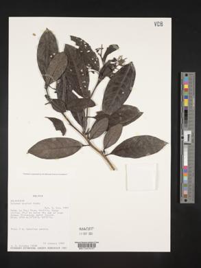 Solanum acuminatum image