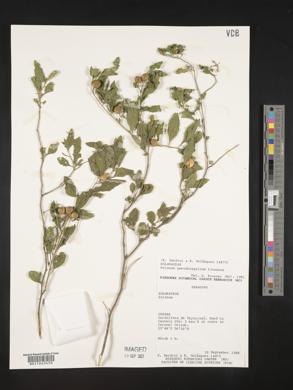 Solanum pseudocapsicum image
