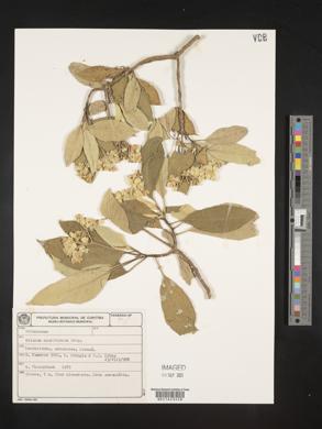 Solanum mauritianum image