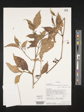 Solanum nigrescens image