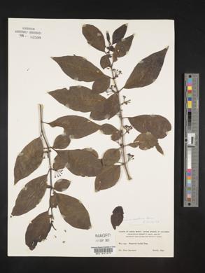 Solanum nudum image