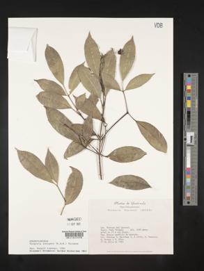 Turpinia insignis image