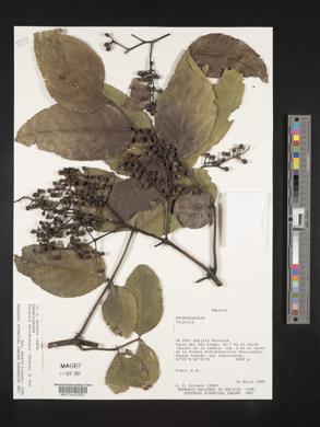 Turpinia occidentalis image