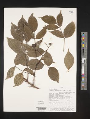 Turpinia occidentalis image