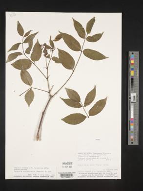 Turpinia occidentalis image