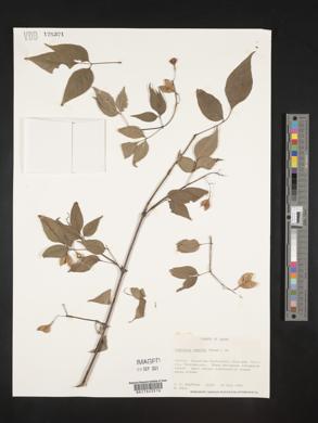 Staphylea bumalda image