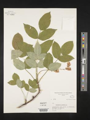 Staphylea pinnata image