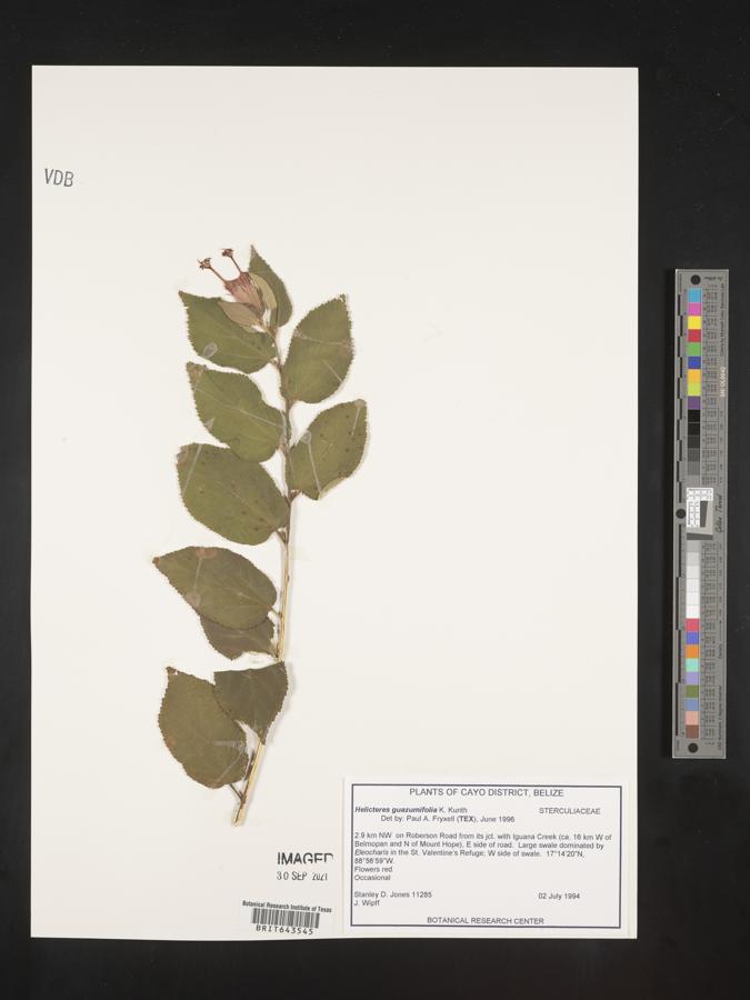 Helicteres guazumifolia image