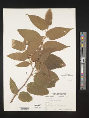 Guazuma ulmifolia image