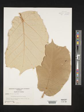 Pterospermum acerifolium image