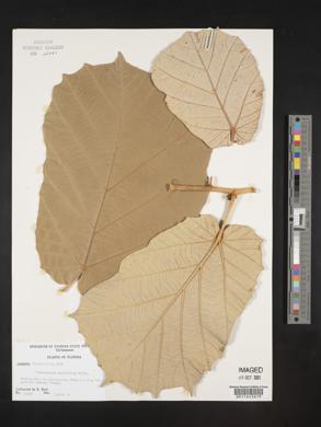 Pterospermum acerifolium image