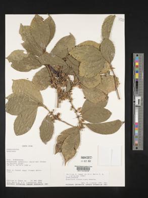 Symplocos panamensis image