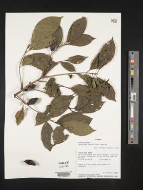Symplocos panamensis image