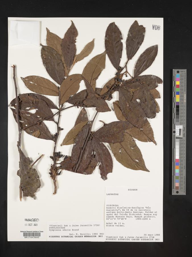 Symplocos subandina image