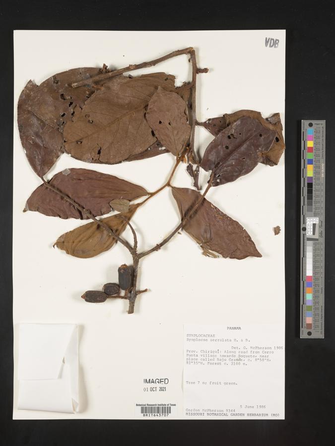 Symplocos serrulata image