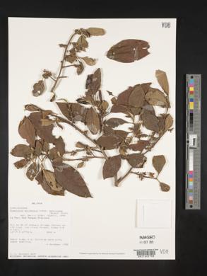 Symplocos quitensis image