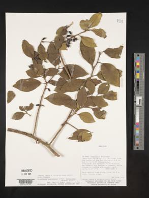 Symplocos quitensis image