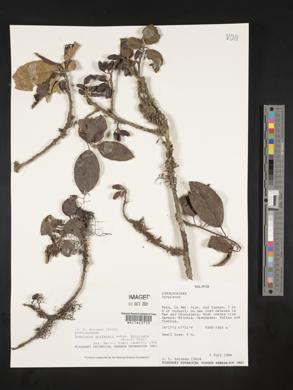 Symplocos quitensis image