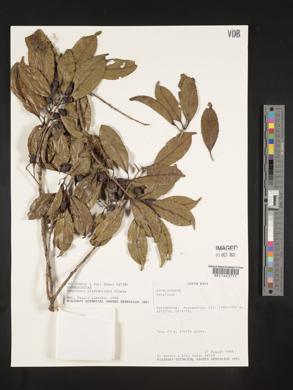 Symplocos limoncillo image