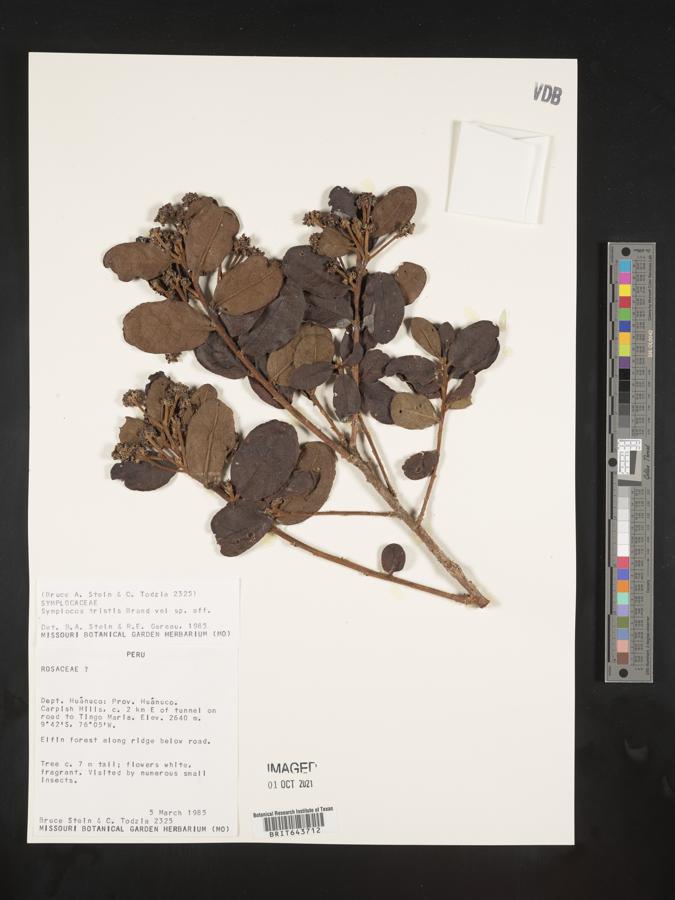 Symplocos coriacea image