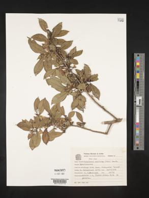 Symplocos uniflora image