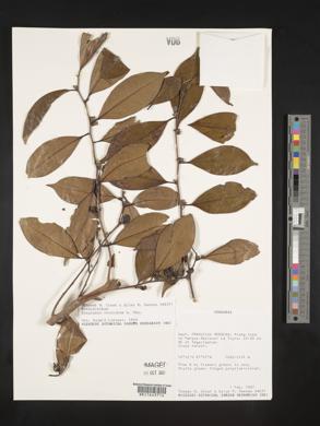 Symplocos vernicosa image