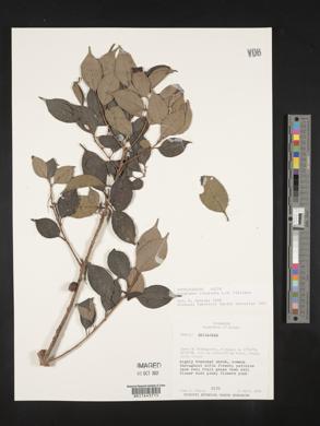 Symplocos pycnantha image