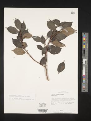 Symplocos vernicosa image