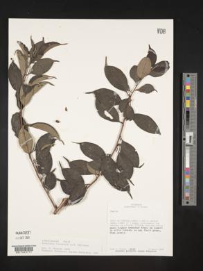 Symplocos pycnantha image