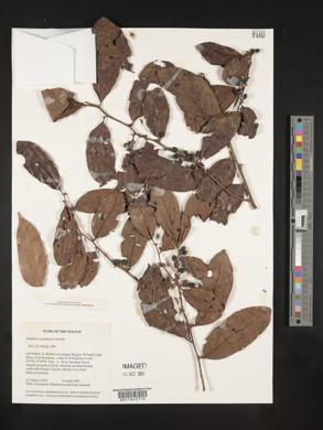 Symplocos guianensis image