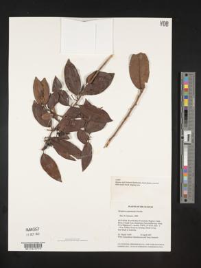 Symplocos guianensis image